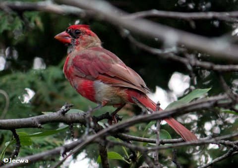 Northern Cardinal, male