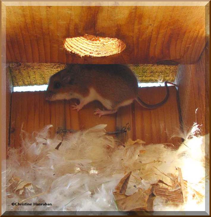 Peromyscus mouse in nest box