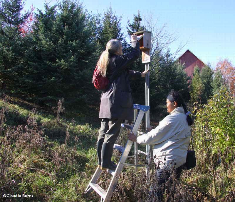 Cleaning nest boxes