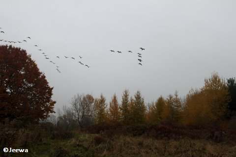 Canada geese flying over the FWG