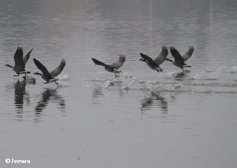 Canada geese taking off from the Canal