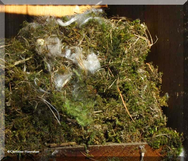 Black-capped chickadee nest with mouse nest inserted in the middle