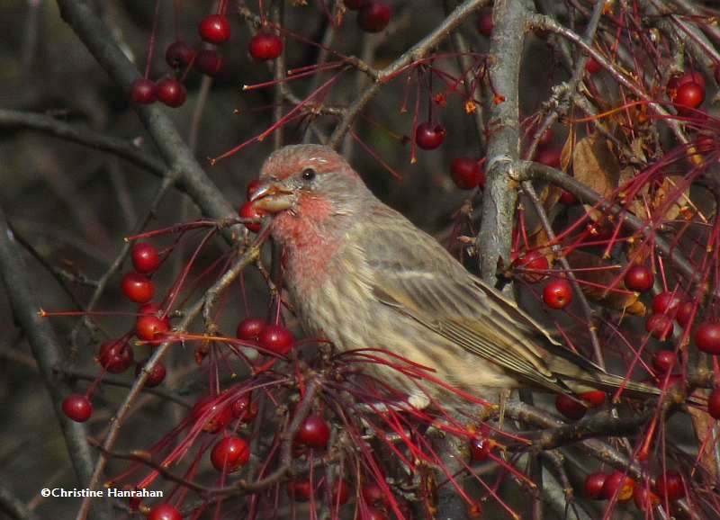 House finch with crabapples