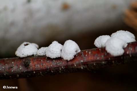Split  gill mushroom (Schizophyllum commune)