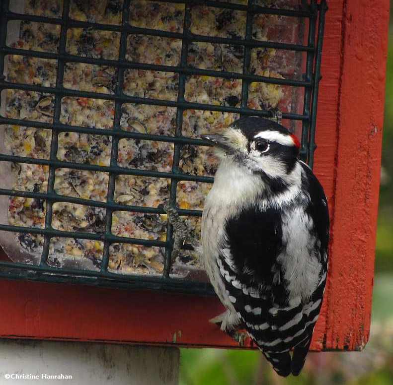 Downy Woodpecker, male