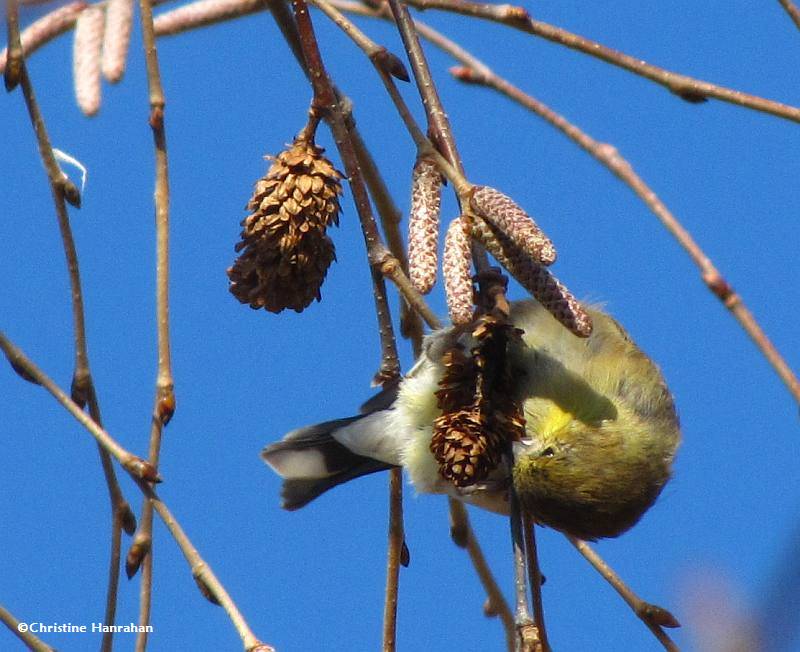 American goldfinch eating birch seeds