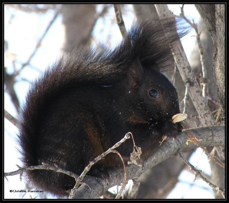 Black squirrel eating Manitoba maple keys