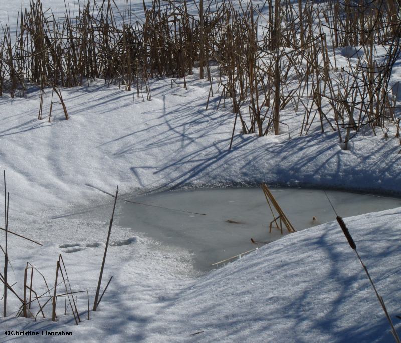 Amphibian Pond