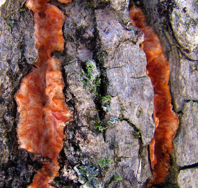 Fungus:  Phlebia radiata