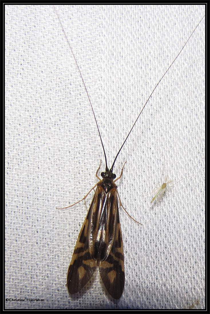 Zebra Caddisfly (<em>Macronemum zebratum</em>)