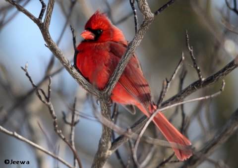 Northern cardinal, male