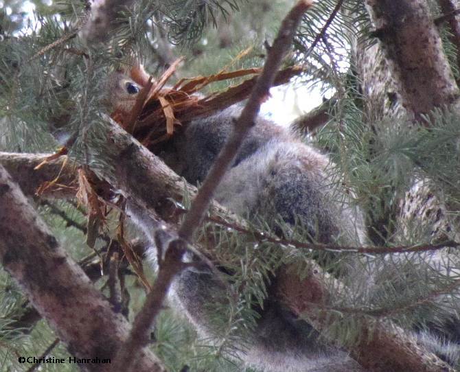 Grey squirrel with nest material