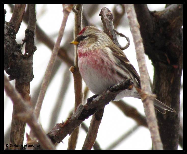 Common redpoll