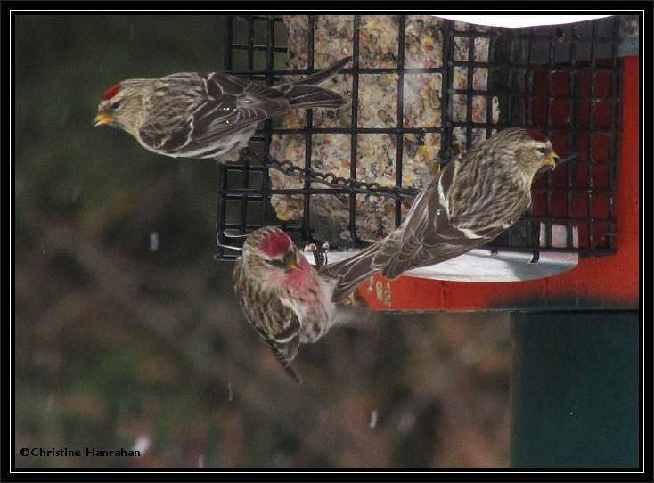 Common redpolls at the feeder