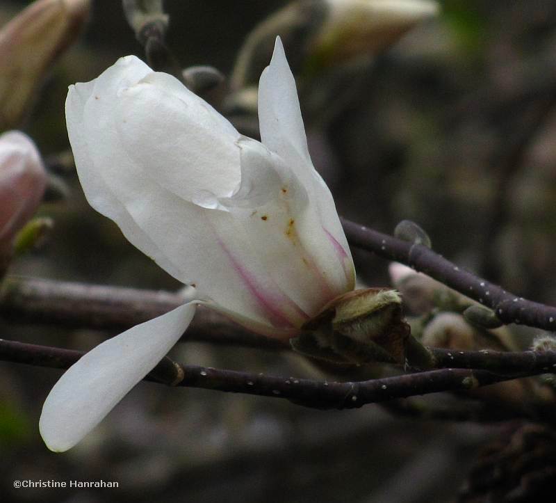 Magnolia