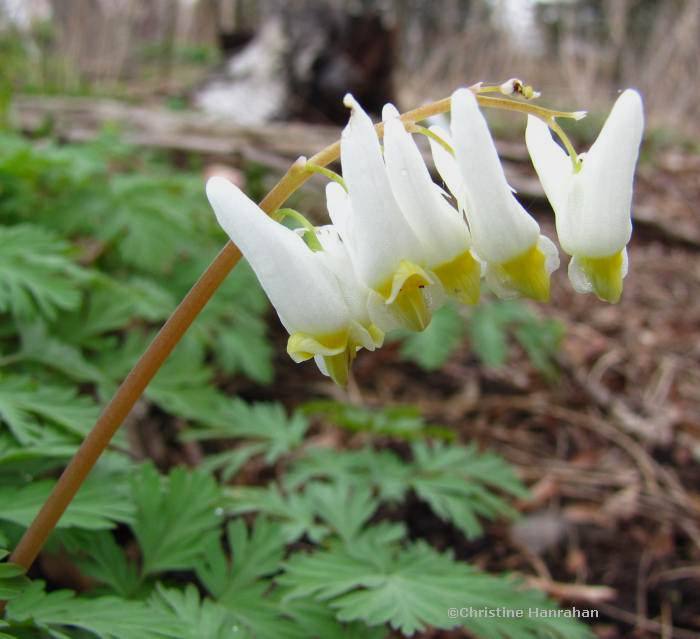 Dutchman's breeches (Dicentra cucullaria)