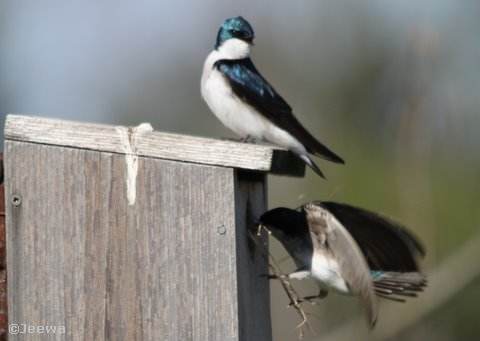 Tree swallows