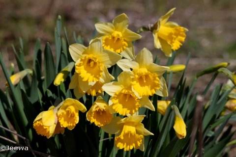 Daffodils