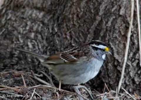 White-crowned sparrow