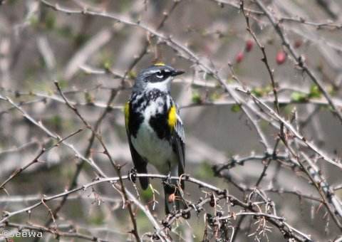 Yellow-rumped warbler