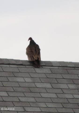 Turkey vulture