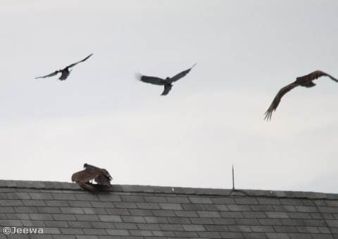 Turkey vulture harassed by crows