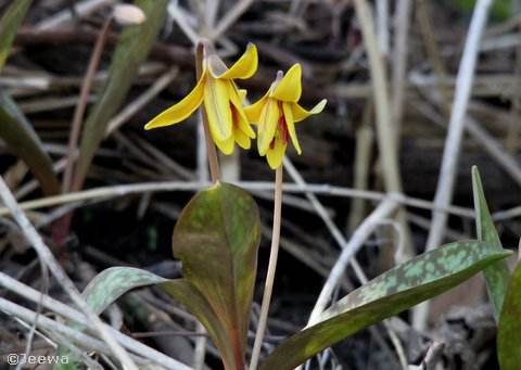 Trout lilies (Erythronium americanum)