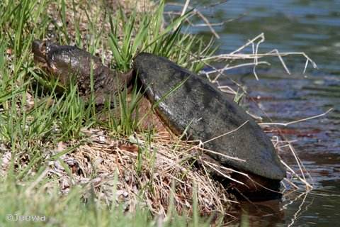 Snapping turtle