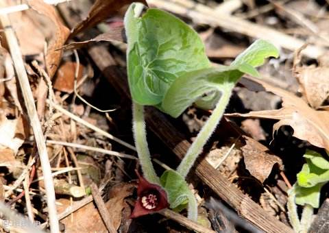 Wild ginger  (Asarum canadense)