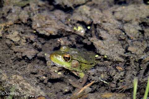 Green frog