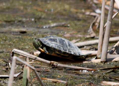 Painted turtle