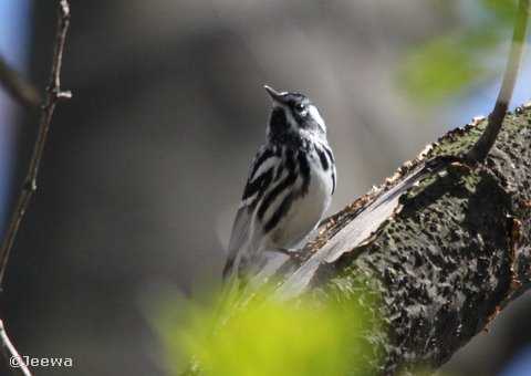 Black-and-white warbler