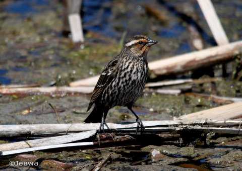 Red-winged blackbird, female