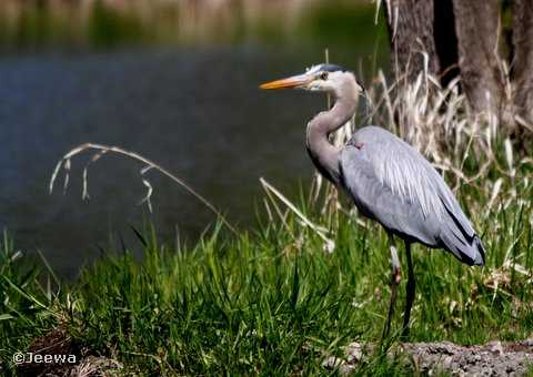 Great blue heron