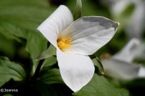 White trillium (Trillium grandiflorum)