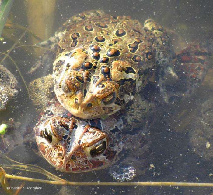 American toads (Bufo americanus) mating
