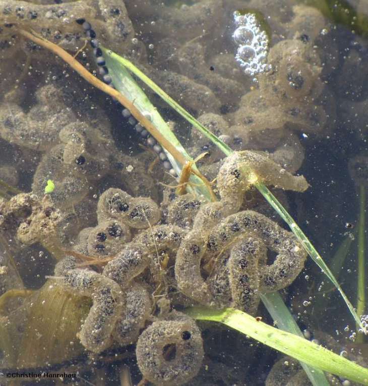 American toad eggs (Bufo americanus)