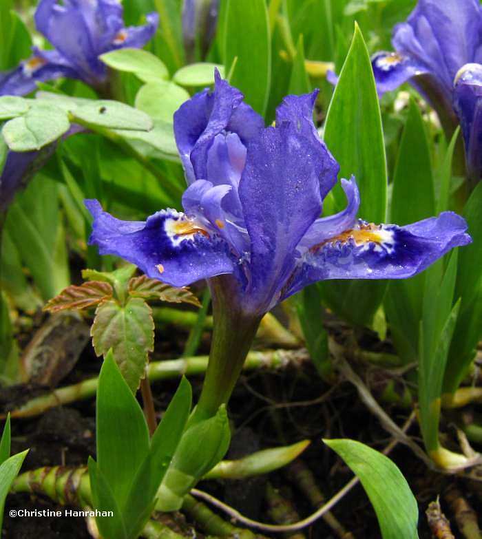 Iris lacustre