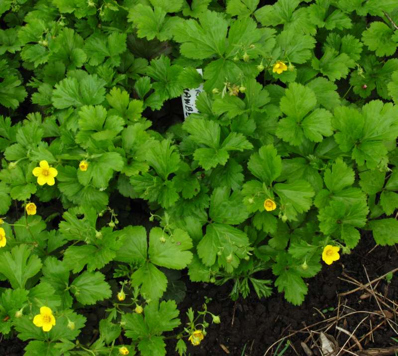 Barren ground strawberry (<em>Waldsteinia fragarioides</em>)