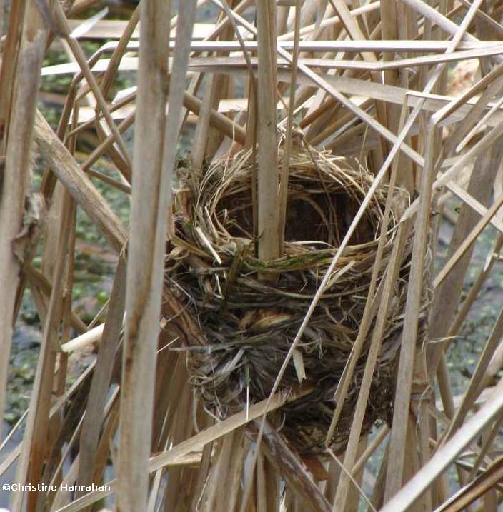 Red-winged blackbird nest