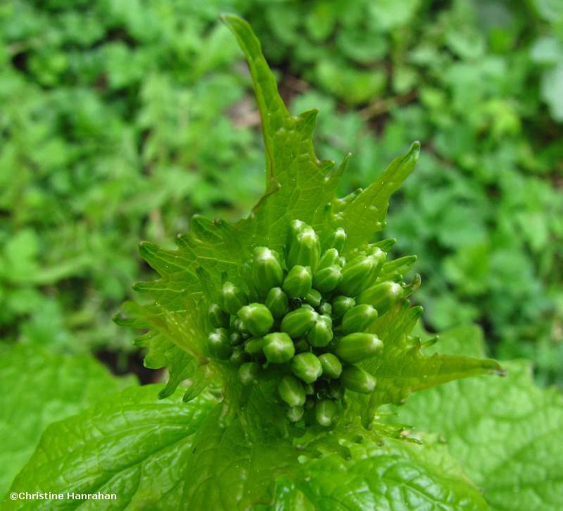 Garlic mustard (Alliaria officinalis)