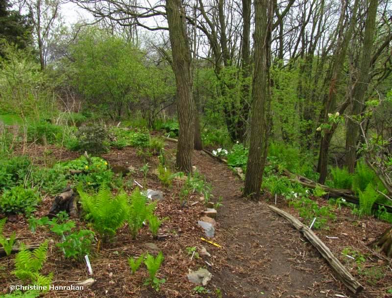 Woodland walk section of the Backyard Garden area