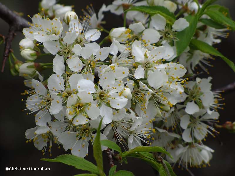 Wild plum (Prunus)