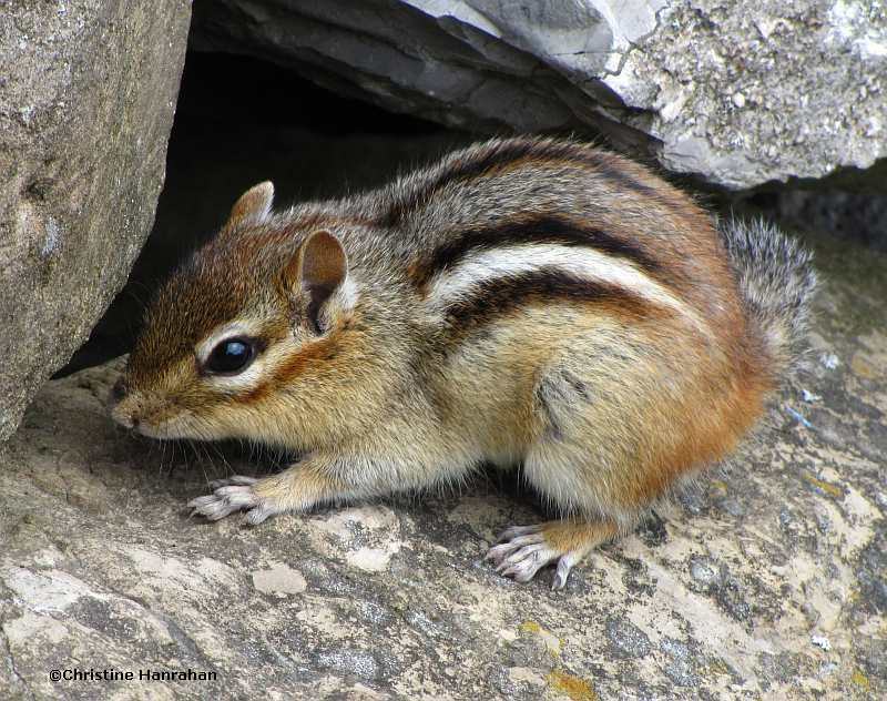 Chipmunk