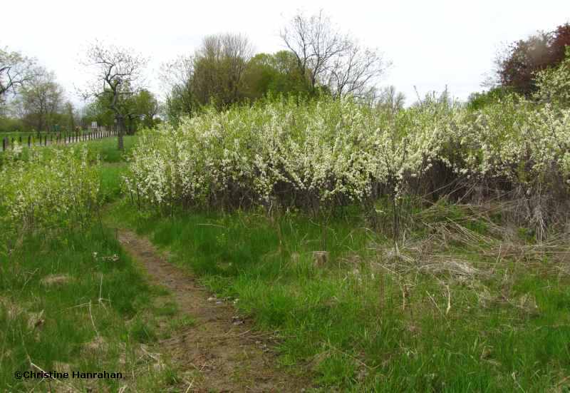 Wild plum thicket (<em>Prunus</em>)
