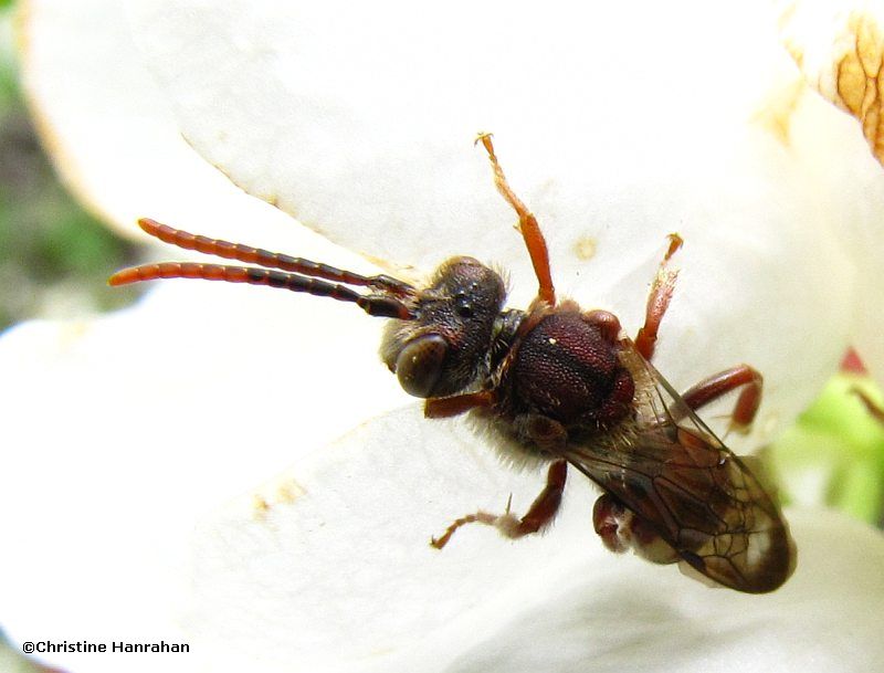 Nomada bee on crabapple