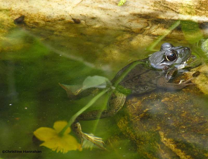 Green frog (Rana clamitans) in BYG poond