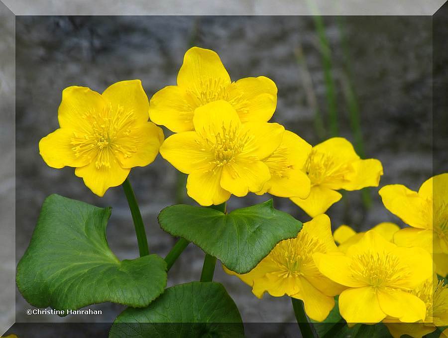 Marsh marigold (<em>Caltha palustris</em>)