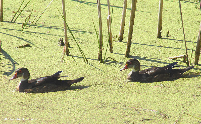 Wood ducks