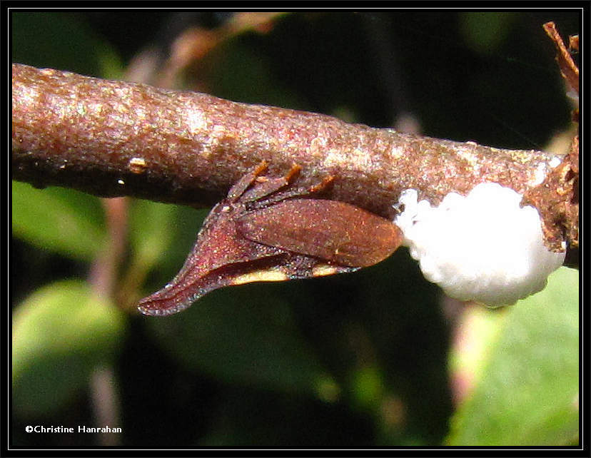 Treehopper (<em>Enchenopa</em>) laying eggs